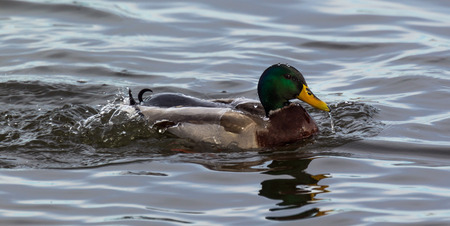 Drake Mallard intrupted by the photographer while taking a bath.の写真素材