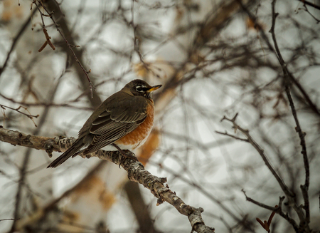 A non-migratory Robin, which stayed in Minnesota during the winter months.
