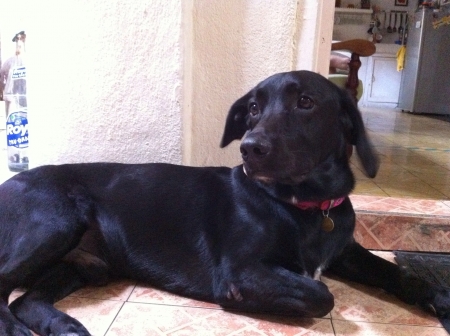 Handsome Miloの素材