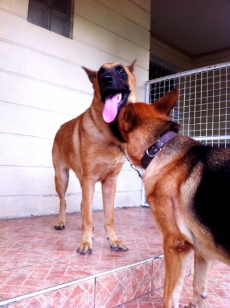 Belgian Shepherds.の素材
