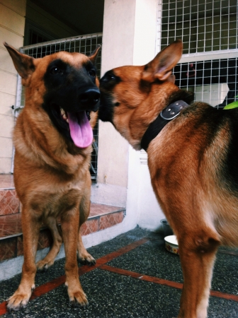 Two female Belgian Shepherds.の素材