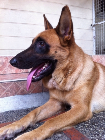 Belgian Shepherd at rest.の素材