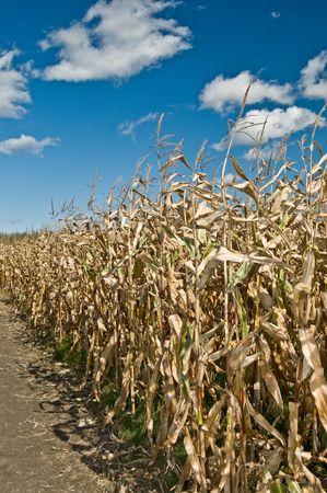 dried corn field with path in autumnの写真素材