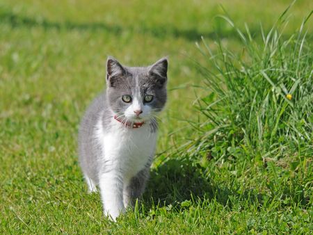 farm grey kitty cat waling on the grassの写真素材