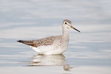 Lesser Yellowlegsの写真素材