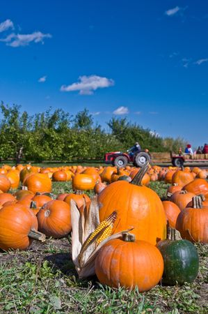 pumpkins laying on the ground during harvestの写真素材