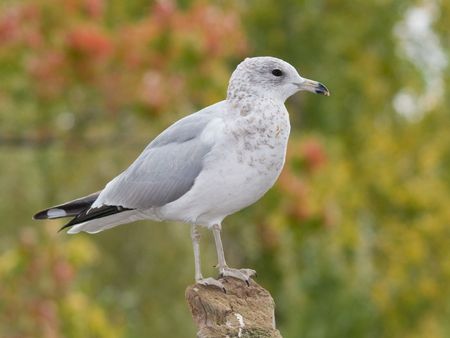 gull standing on logの写真素材