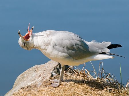 gull on rock suffering from ant bitting his tongueの写真素材