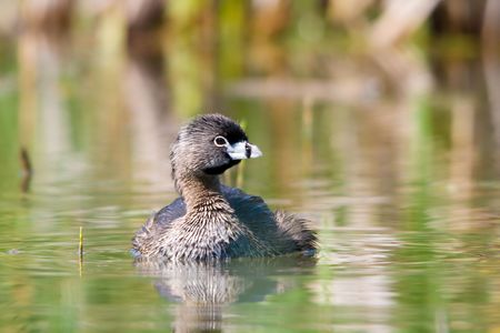 Pied-billed Grebeの写真素材