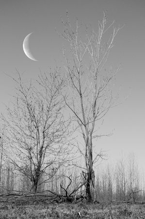 dead natureの写真素材