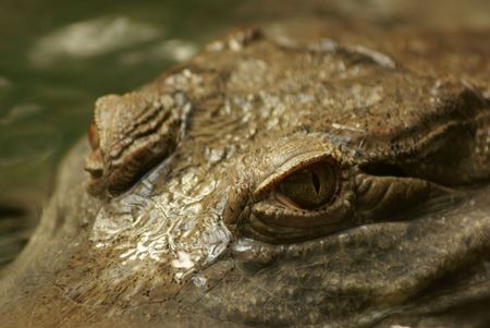 Crocodiles eyesの写真素材