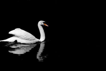 Image of a very white swan on a dark black lakeの写真素材