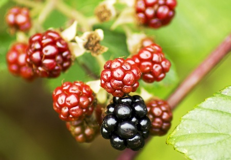Image of one blackberry and a group of redberries.の写真素材