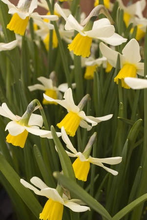 Beautiful yellow daffodils in the spring time. の写真素材