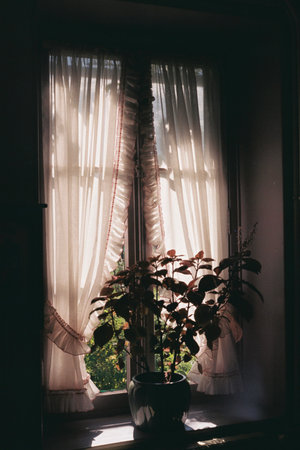 Vintage tone of window with flower pot and curtain at home.の写真素材