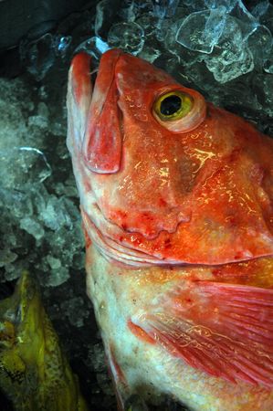 Iced Fish