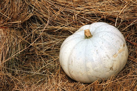 Albino Pumpkinの写真素材