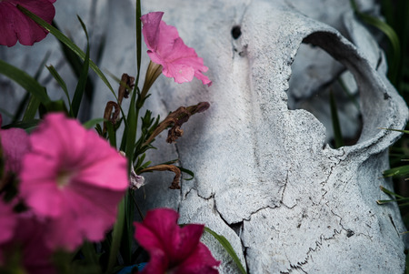 Bleached Cow Skullの写真素材