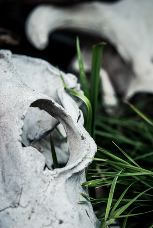 Bleached Cow Skullの写真素材