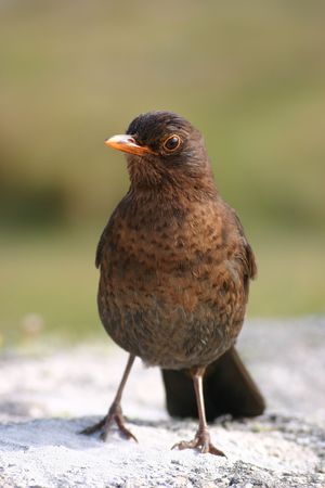 A cute blackbirdの写真素材