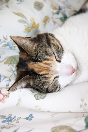 Having a cat nap.の写真素材
