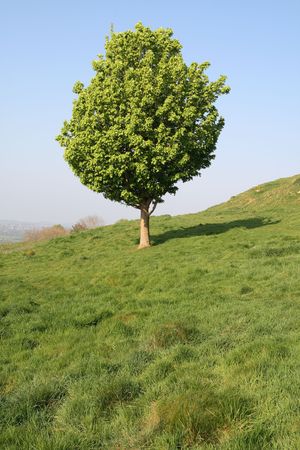 Vertical view of a small tree in an English field.