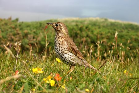 A song thrush, Isles of Scilly ukの写真素材