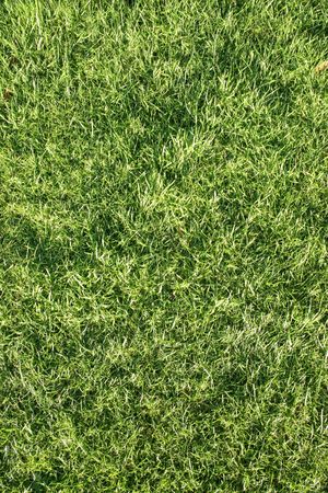Wet grass in the sunshine.