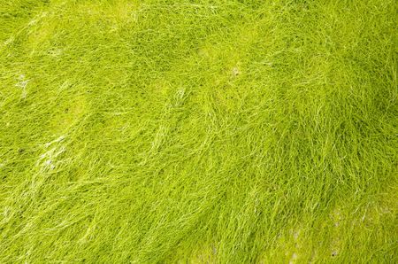 Light green seaweed close up natural background.の写真素材