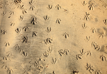 Lots of seagull footprints on a sandy beach.