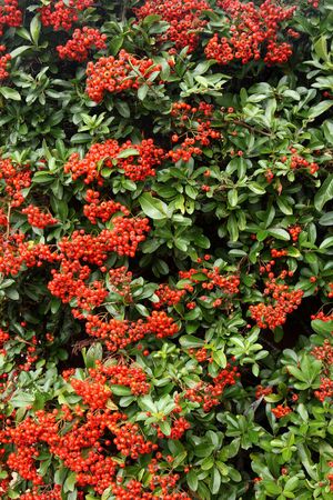Lots of autumn season natural wild red berries.