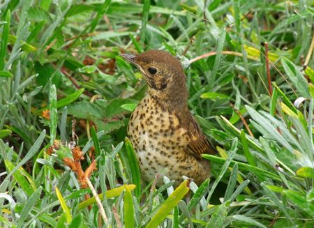 A cute young Song Thrush hiding in long grass.の写真素材