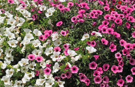 Lots of white and pink petunia flowers.の写真素材