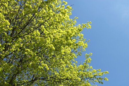 Colorful new spring leaves growing on a tree,
