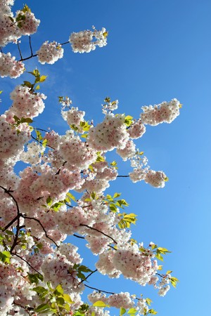 Spring tree blossom against a blue sky.の写真素材