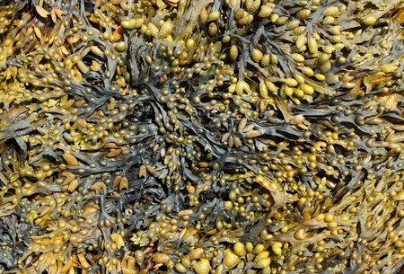 Lots of seaweed close up.