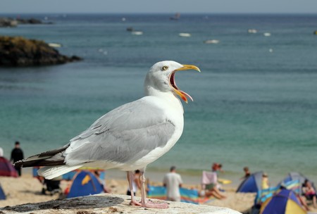 Seagull with mouth wide open and tongue sticking out.の写真素材