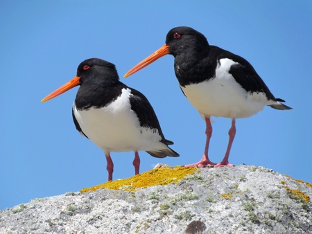 Two Eurasian Oystercatchers (Haematopus ostralegus), Isles of Scilly UK. の写真素材