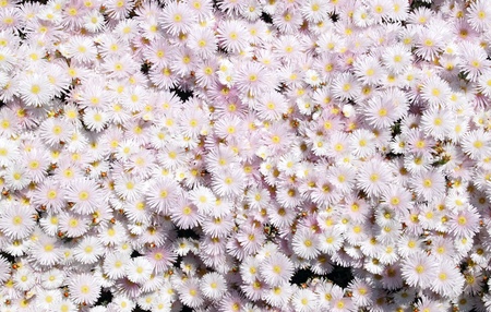Light pink mesembryanthemum ice plant close up.の写真素材
