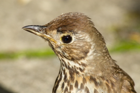Young British Song Thrush bird (Turdus philomelos) close up.
