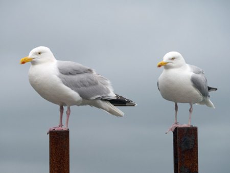 Two seagulls perched on top of a rusty ladder, Falmouth Cornwall England.の写真素材
