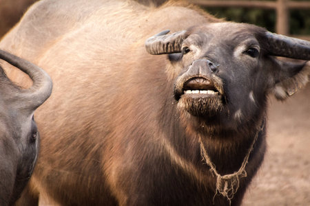 Buffaloの写真素材