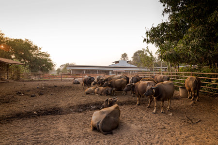 Buffaloの写真素材