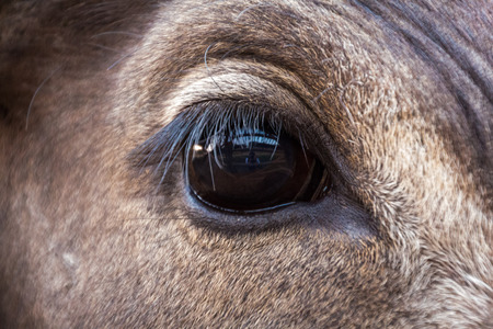 Buffalo eyeの写真素材