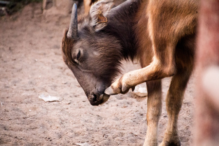 Buffalo