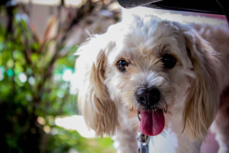 white dog