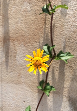 yellow flowerの素材