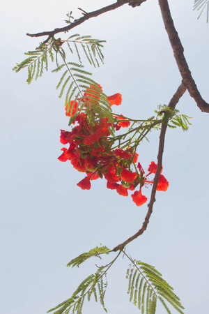 Flame tree background skyの写真素材