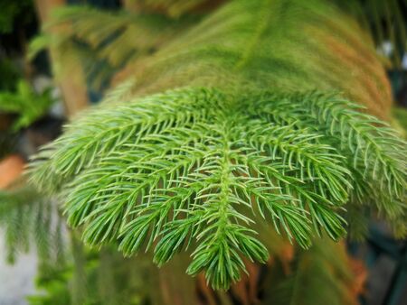 Thai Christmas tree leaves