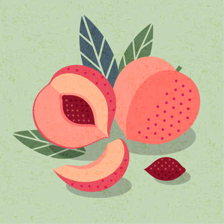 Peaches illustration for poster or packaging. Ripe whole, half of fruit and sliced peach with bones and leaves on shabby background.のイラスト素材